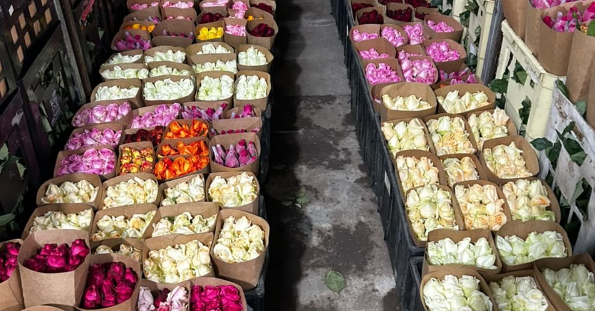 Chácara São Sebastião mantém tradição da floricultura e produz 30 mil dúzias de rosas por mês