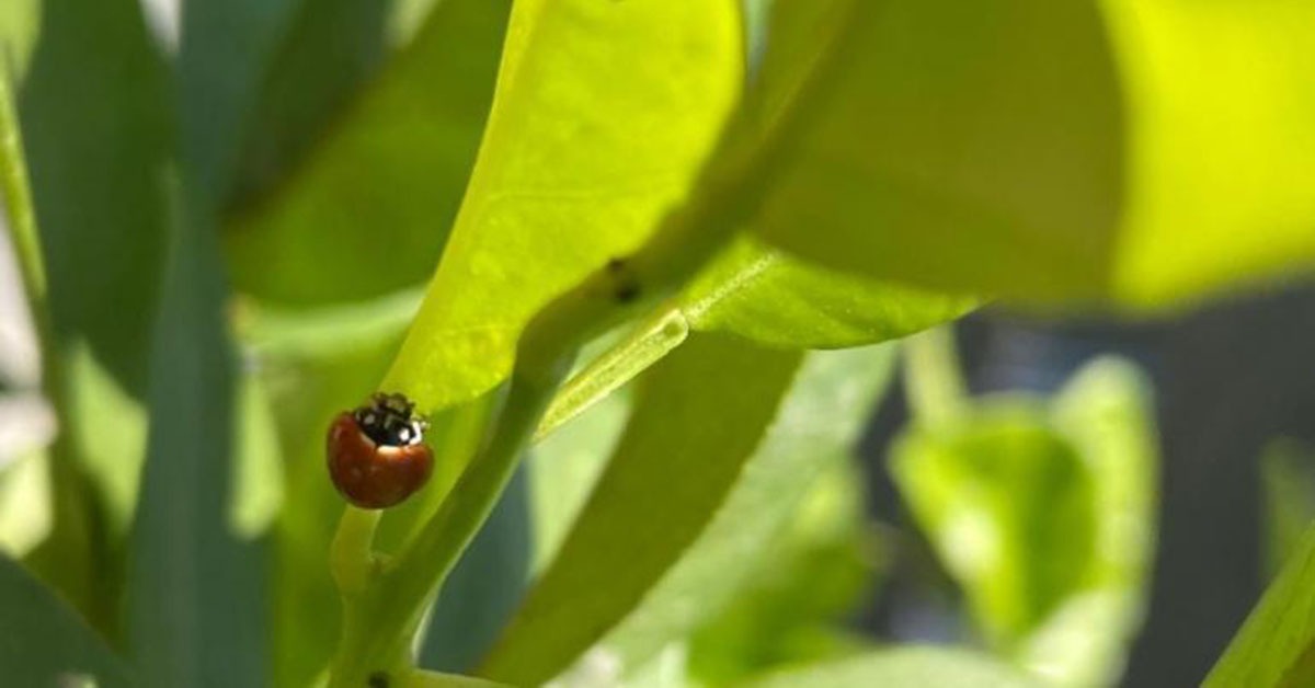 Semana do Meio Ambiente promove visitas à Biofábrica de Joaninhas da PBH