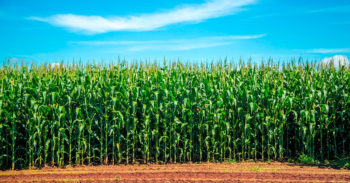 Região Central mineira passa a ser estratégica para o agronegócio