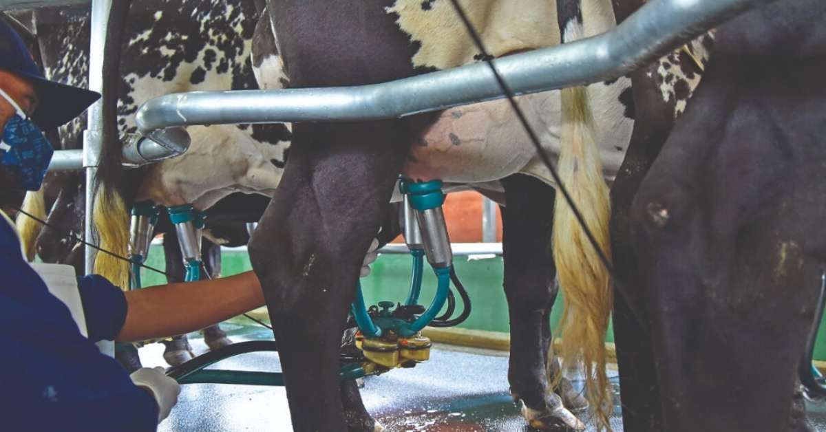 Preço do leite acumula quarta alta em Minas, mas tendência é de recuo em junho