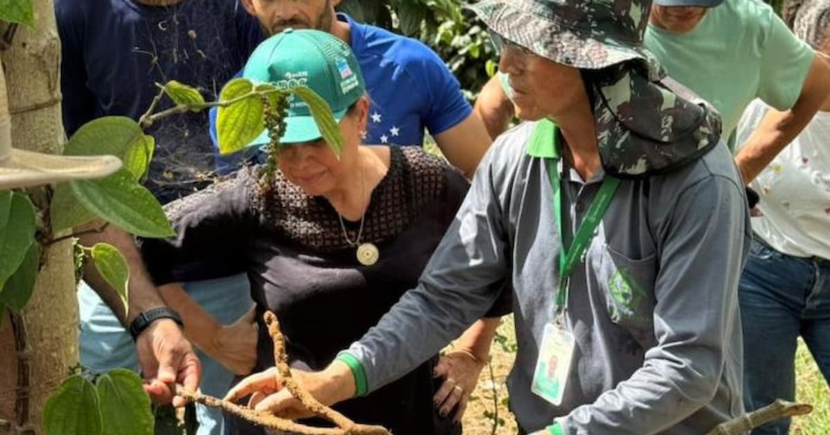 Emater-MG incentiva o cultivo de pimenta-do-reino nos Vales do Mucuri e Jequitinhonha