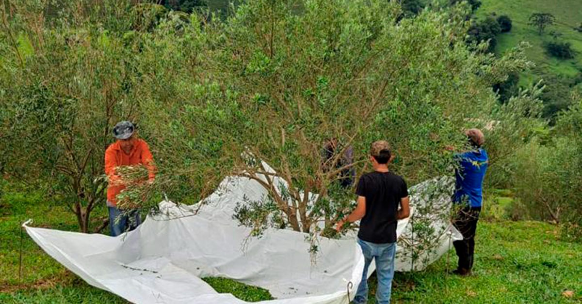 Produção de azeite cresce na Mantiqueira e alcança marca histórica