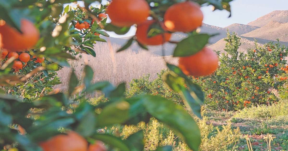 Produção mineira de tangerina recua com avanço do greening