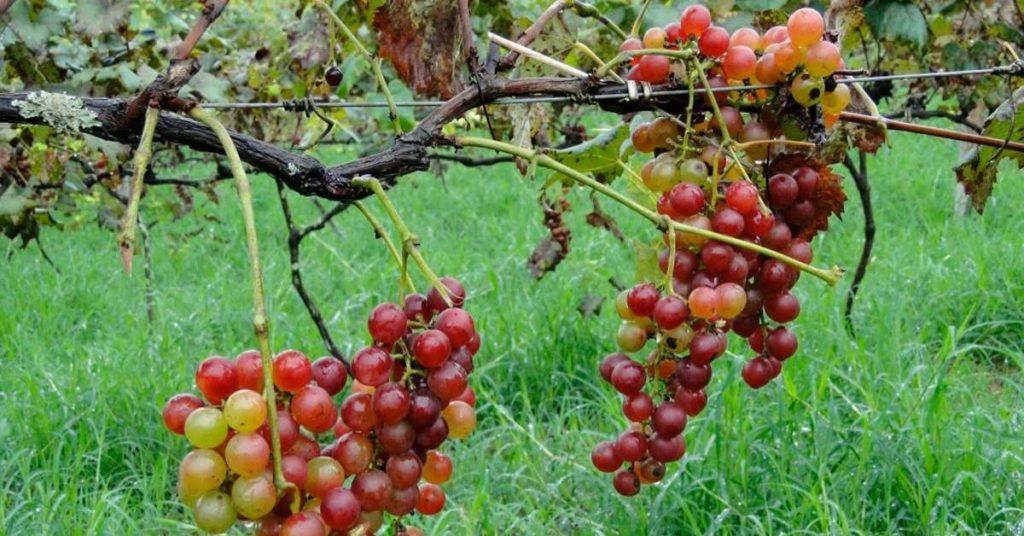 Uvas
