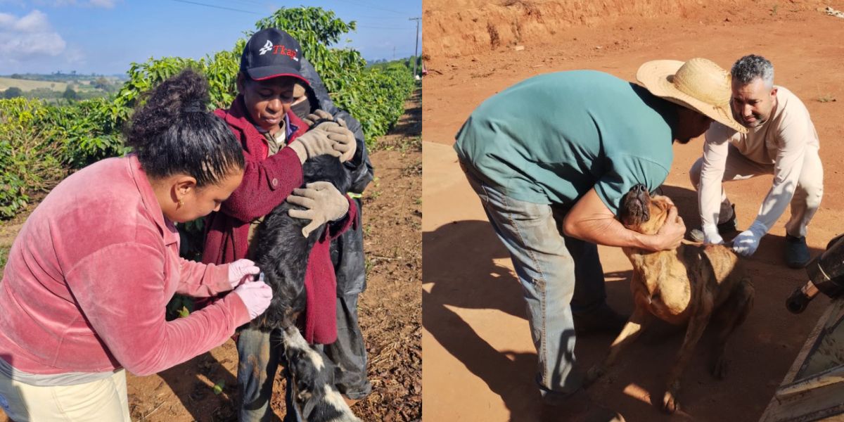 Profissional aplica vacina antirrábica em um cão durante ação de prevenção realizada na zona rural de Alfenas. A mobilização ocorreu após a confirmação de um caso de raiva em um bovino da região, com vacinação de animais e orientação a produtores rurais.