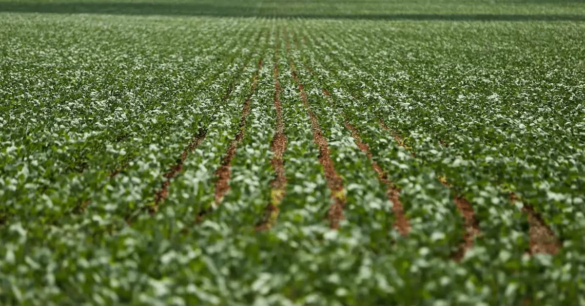 Reunião com bancada do agro termina sem acordo sobre dívidas rurais