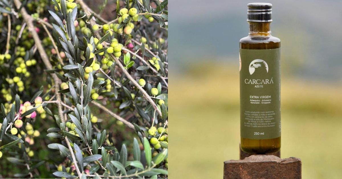 Azeite de Oliva Carcará