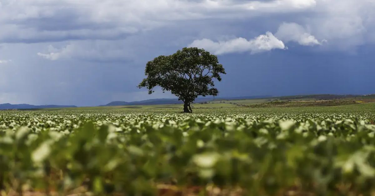 Crédito rural financiou R$ 92,4 bi em áreas com alertas ambientais