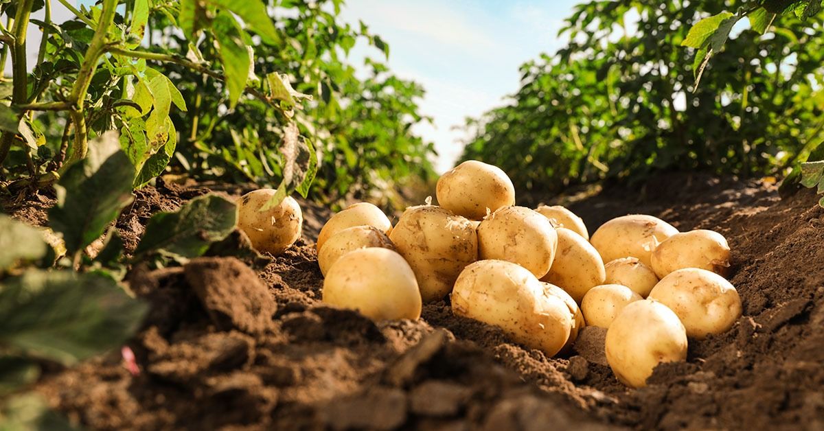 Oferta elevada pressiona cotações da batata no mercado brasileiro