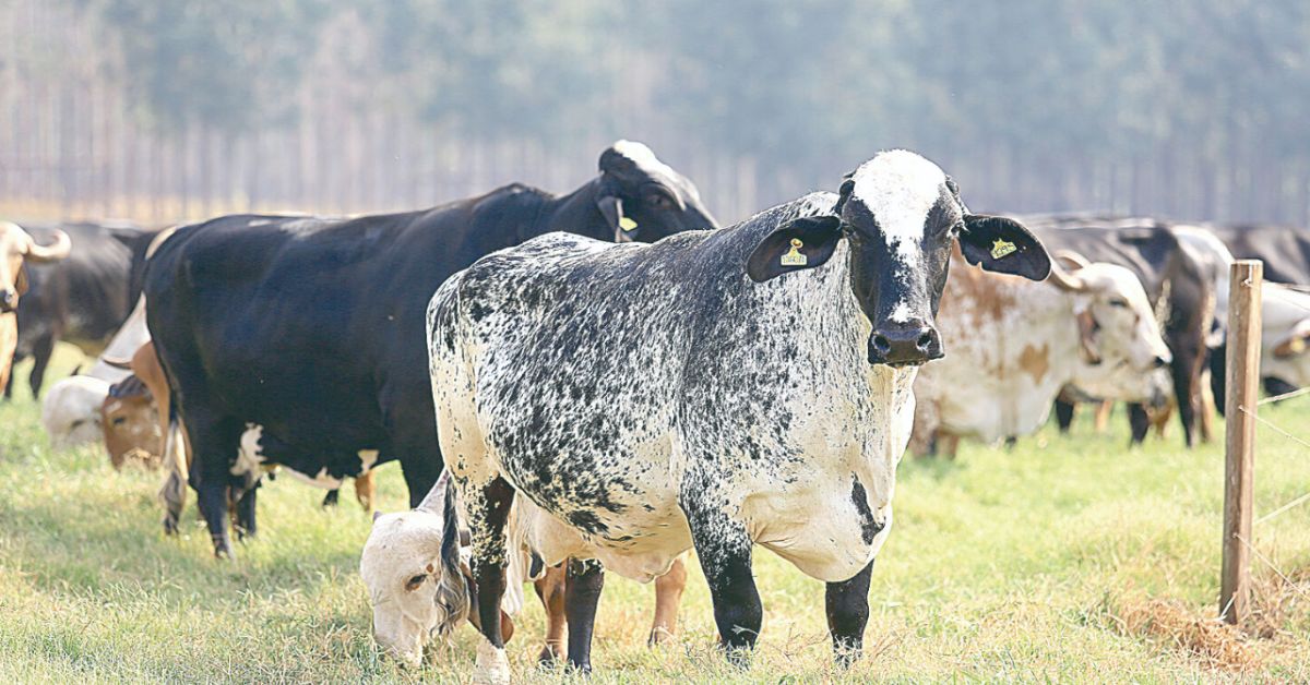 Leite: oferta limitada mantém preços estáveis para produtores em Minas