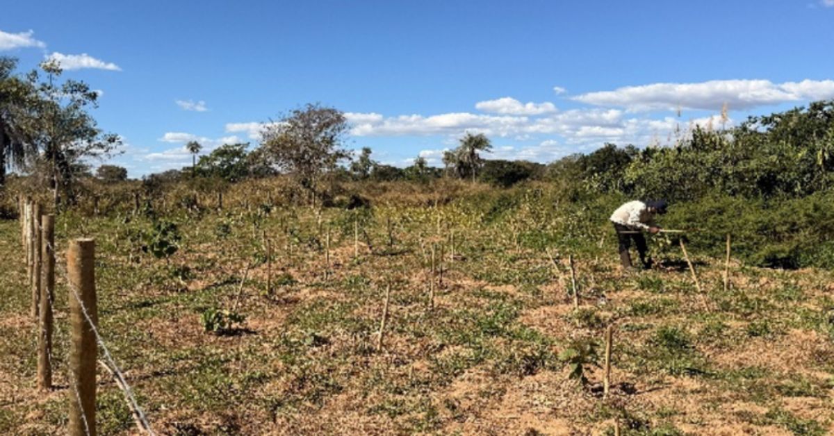 Multas da Petrobras viram restauração ambiental no sertão de Minas Gerais