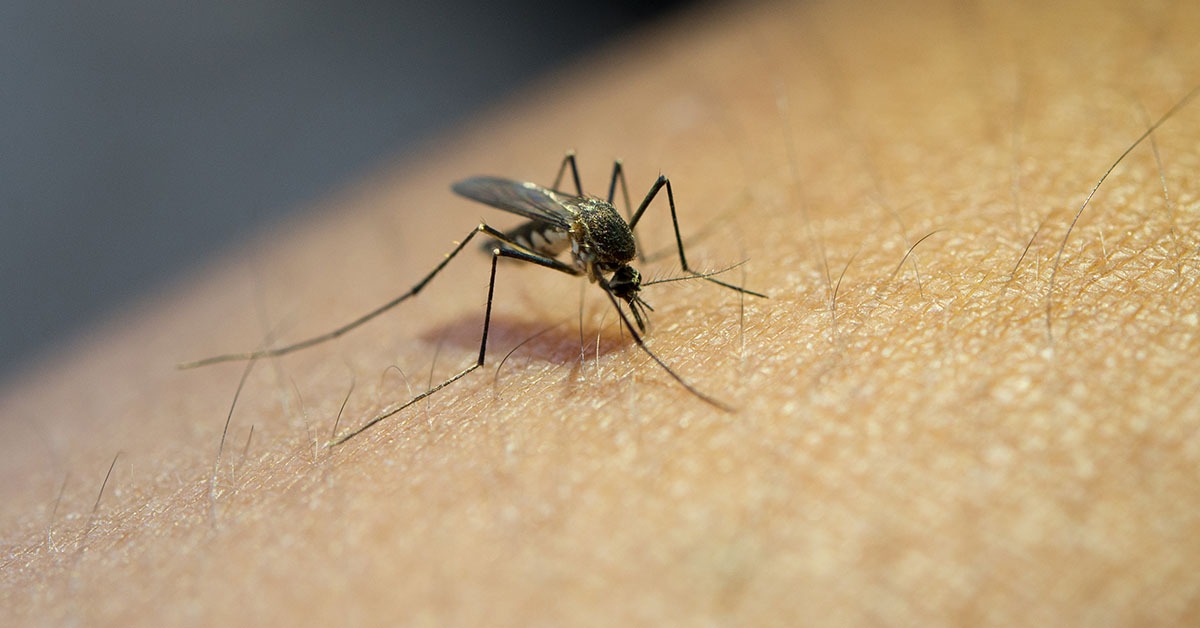 Pesquisa de Minas avança no desenvolvimento de vacina mais eficaz contra a malária