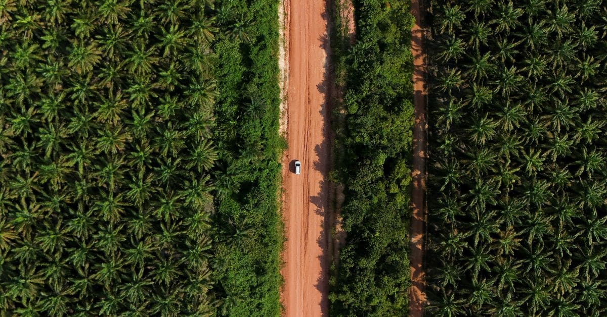 Brasil pode triplicar plantio de palma com foco em biocombustível em áreas desmatadas da Amazônia