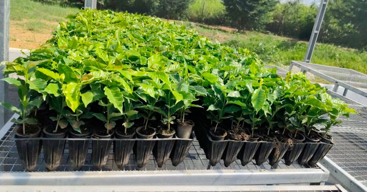 Unidades demonstrativas ampliam pesquisa e difusão de tecnologias para o café em Minas
