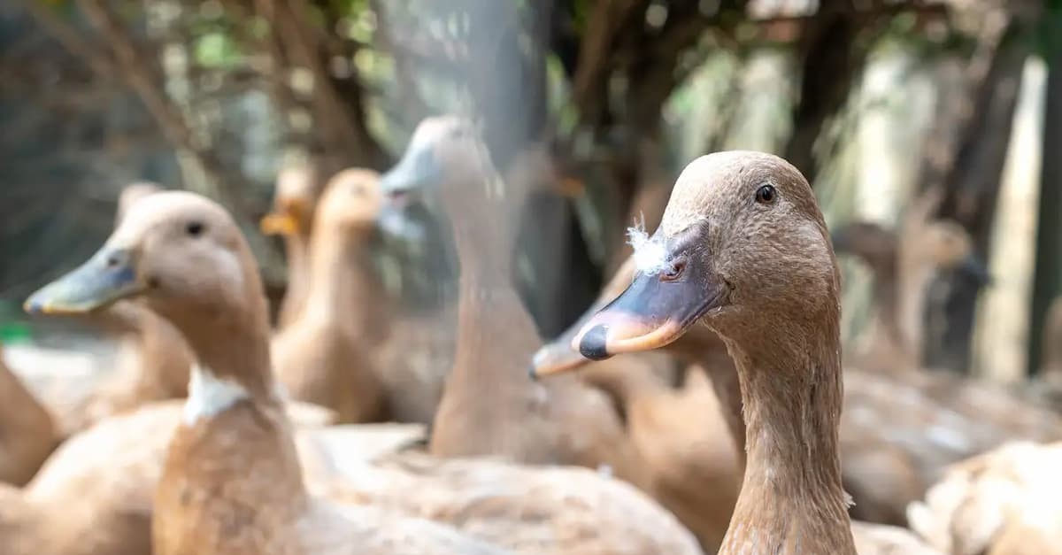 Governo Lula sanciona lei que proíbe produção e venda de foie gras no Brasil