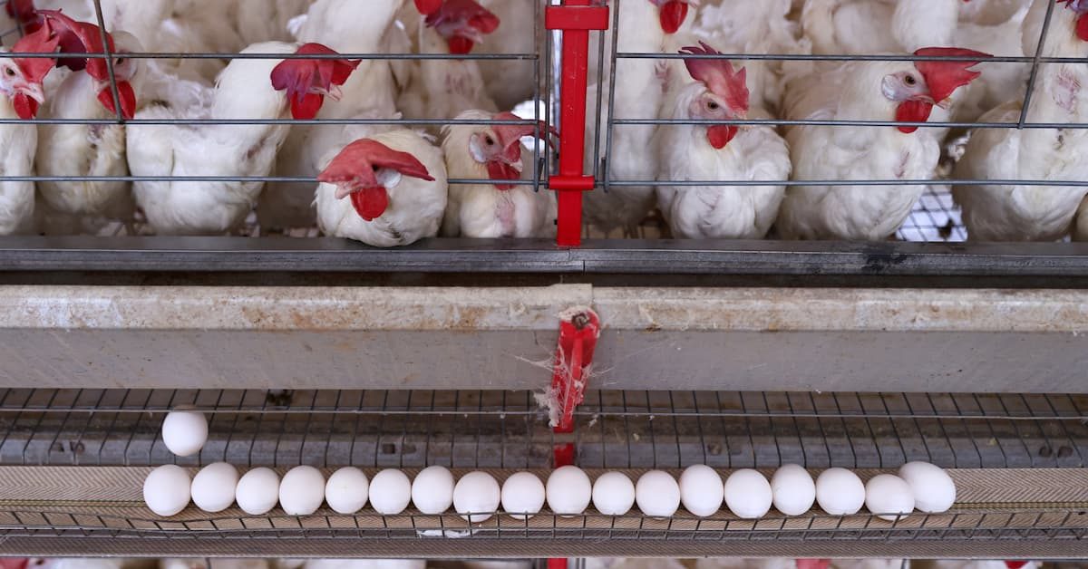 Ministro diz que Brasil trabalha para manter em primeiro momento exportação de aves à UE