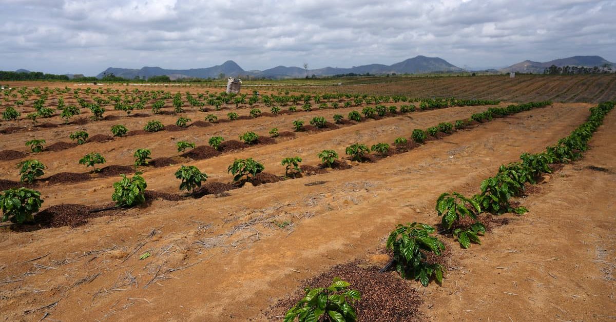 Exportação de café do Brasil cresce menos que o esperado em julho, diz Cecafé