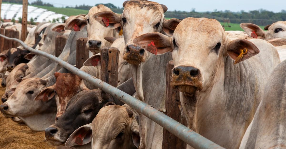 Brasil deve aproveitar cota de carne dos EUA, que mitiga taxa da China, diz Abrafrigo