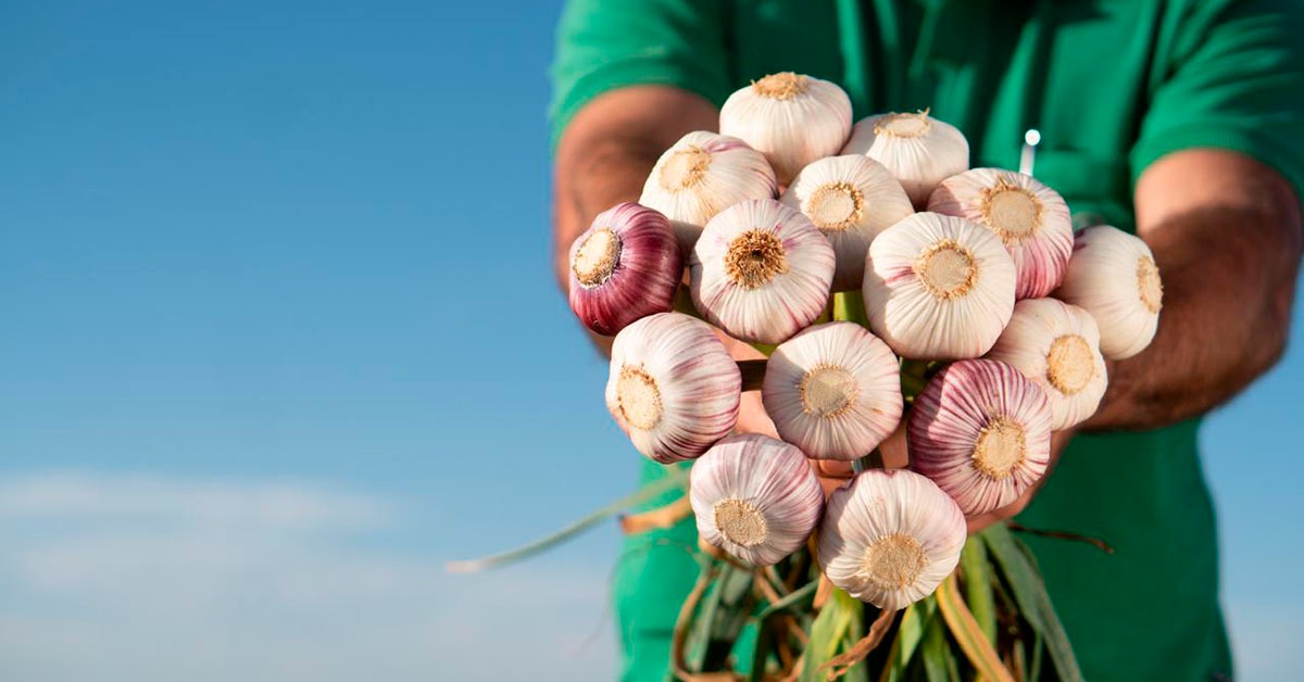 Alho importado fica mais barato que o produzido em Minas e acende alerta no campo