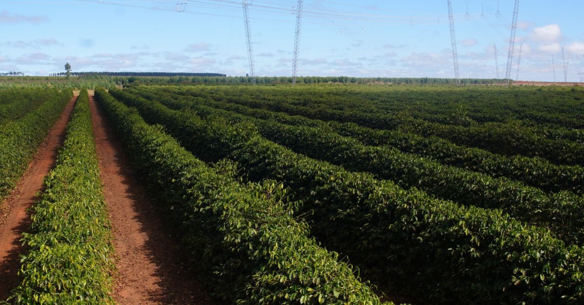 Pesquisadoras da Epamig alertam para desafios da atual safra de café