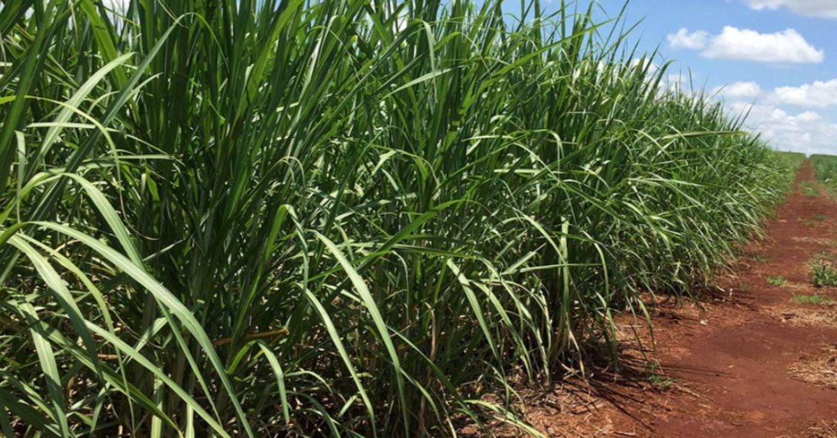 Clima favorável eleva produção de cana-de-açúcar em Minas Gerais