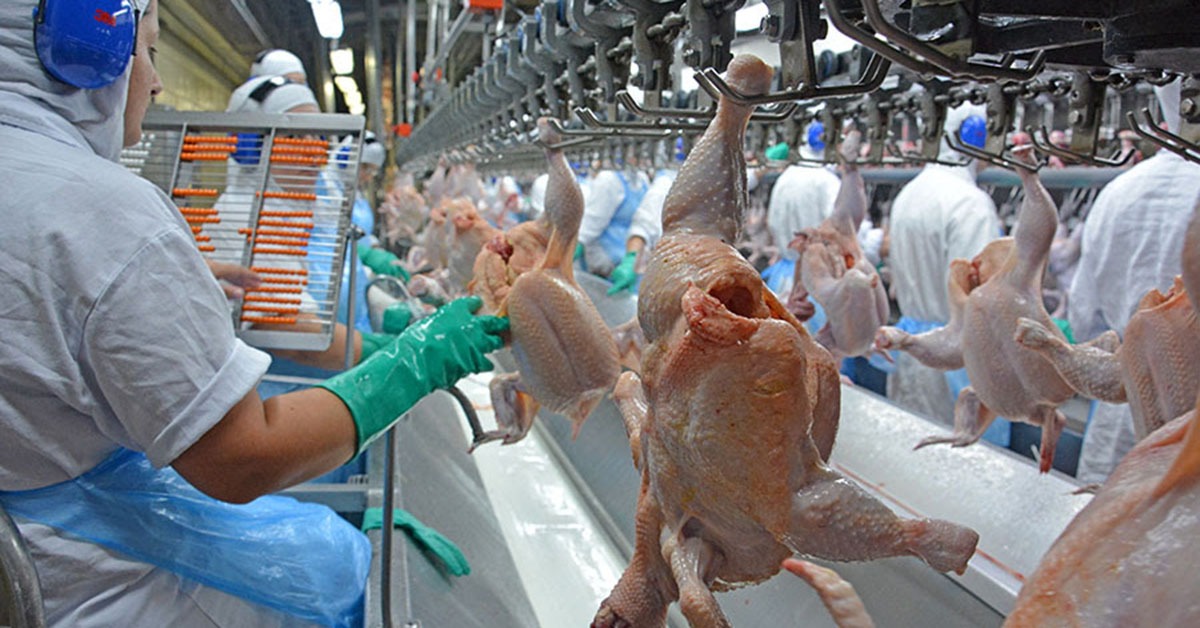 Carne de frango