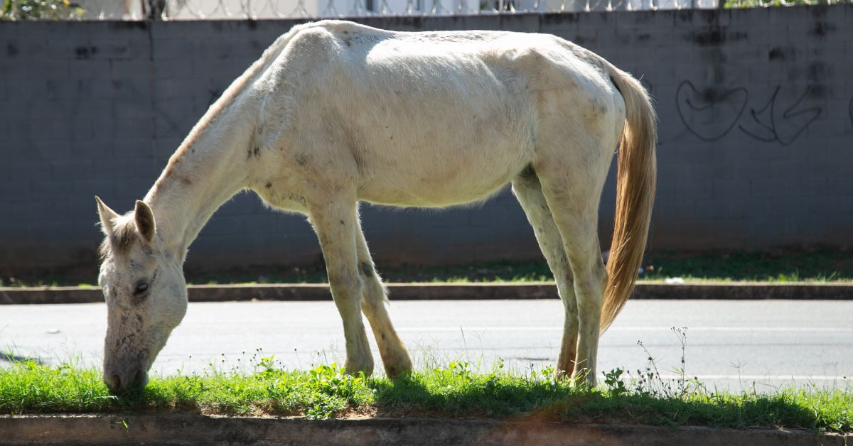 Cavalo branco pasta na margem de uma avenida em Belo Horizonte. O animal aparece magro, de cabeça baixa, próximo ao meio-fio, com muro ao fundo, em imagem que ilustra o debate sobre a proibição da tração animal na capital mineira.