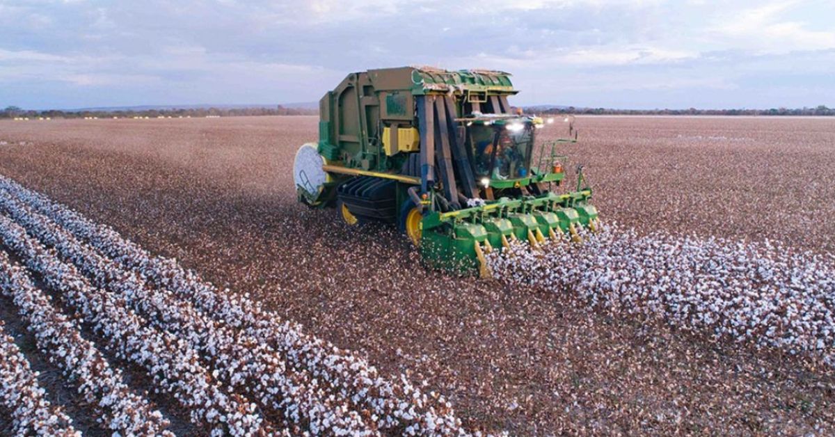 Minas Gerais avança na colheita de algodão e prevê alta de 5,7%