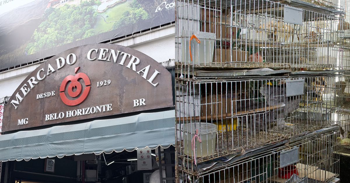 Fachada do Mercado Central de Belo Horizonte ao lado de imagem de gaiolas com animais para venda.