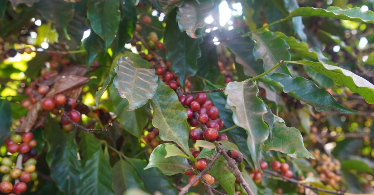 Do campo à xícara: café vira força econômica no Vale do Jequitinhonha e movimenta cerca de R$ 640 milhões