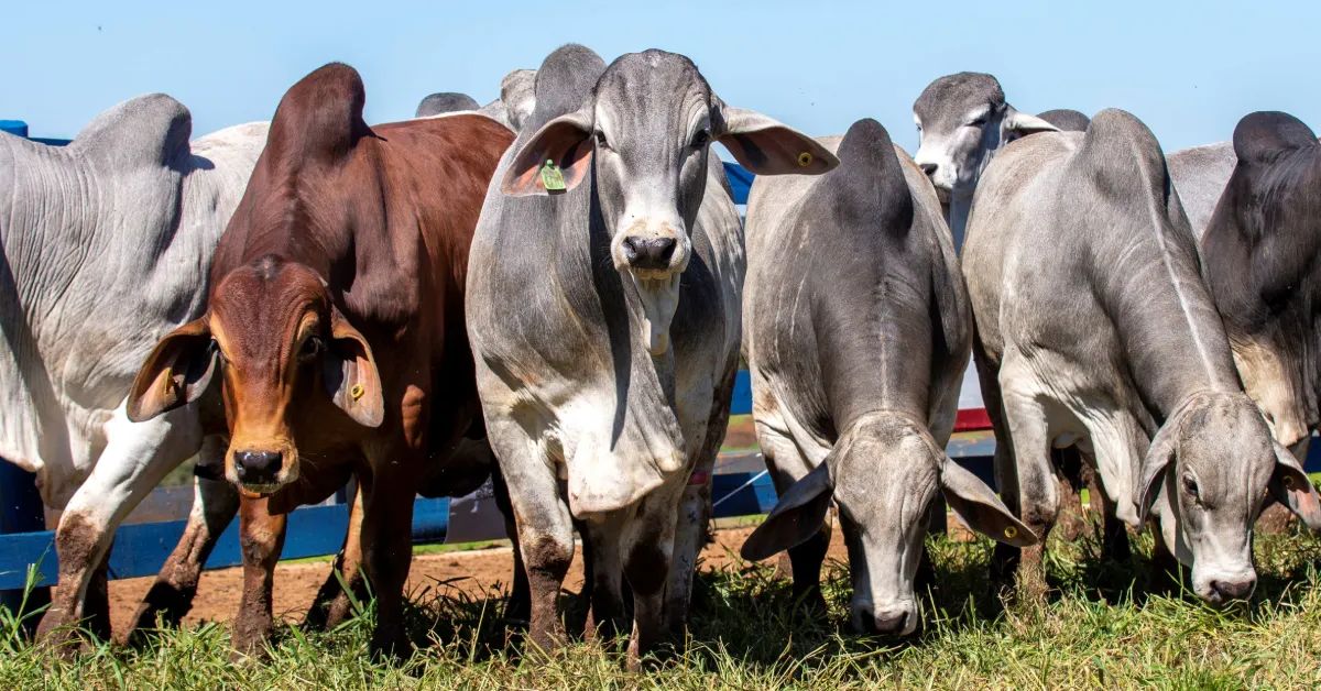 ExpoGenética movimenta negócios e apresenta avanços na genética bovina