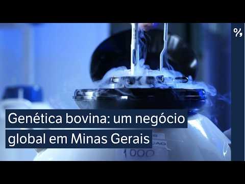 Minas Gerais transforma genética bovina em negócio global