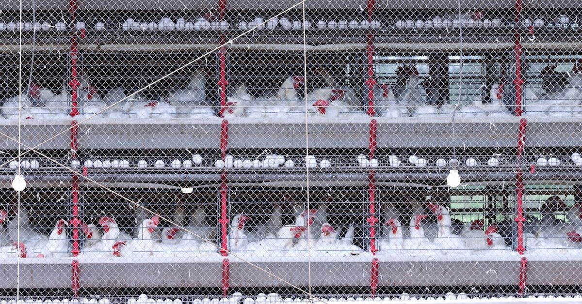 Exportação de carne de frango do Brasil salta em agosto com China; carne bovina vai na direção oposta
