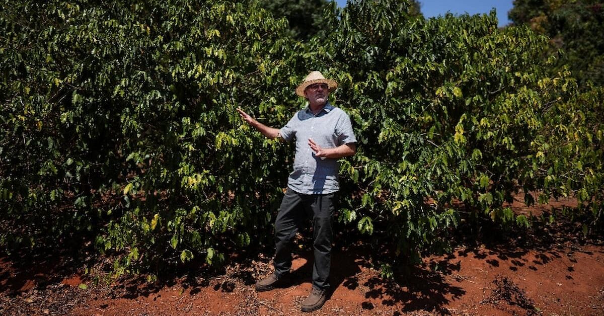 Exportações de café do Brasil superaram 4 mi sacas e marcam recorde para agosto, diz Cecafé