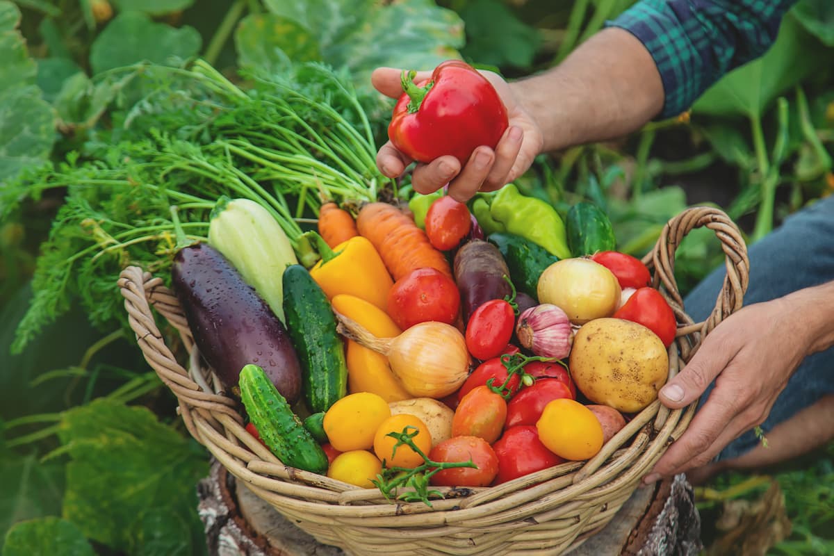 Feira da Reforma Agrária reúne produtores do MST e atrações culturais em BH
