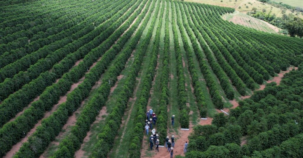 Imagem mostra a uma visão panorâmica de plantação de café