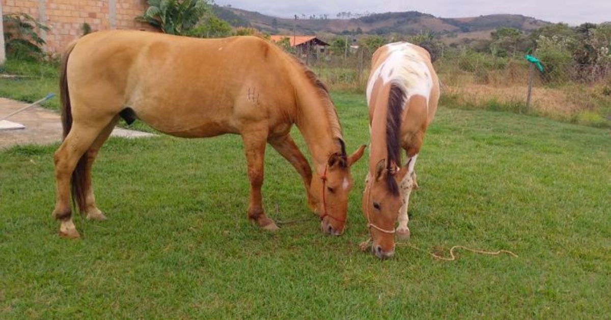 Adoção de cavalos marca transição em Tiradentes para passeios em charretes elétricas
