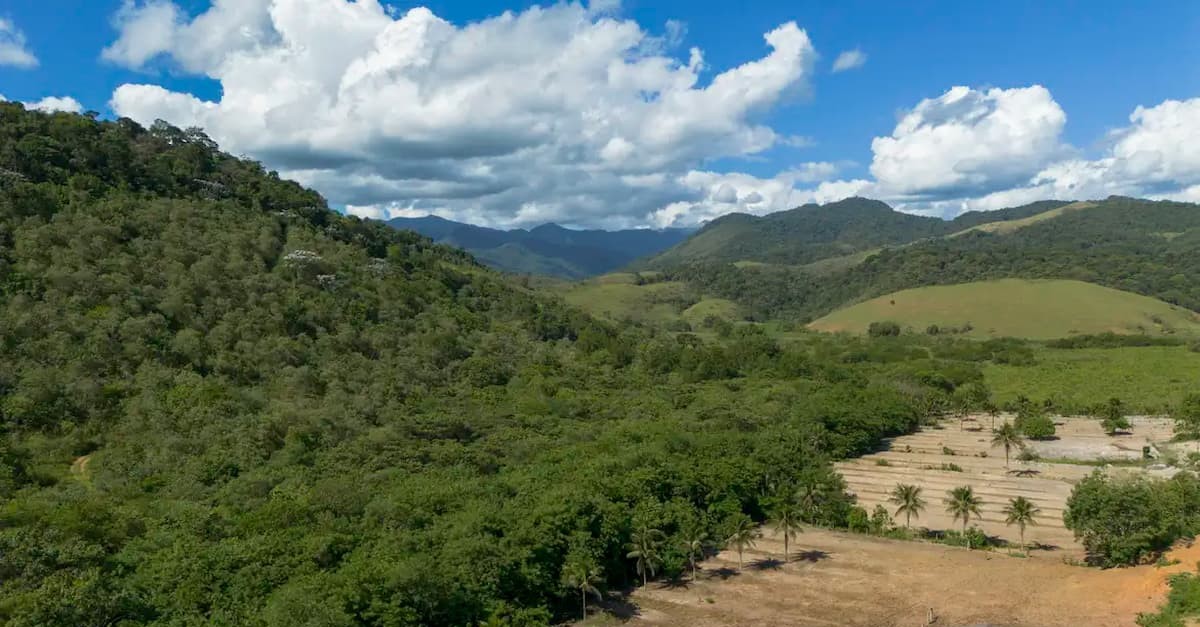 Em 41 anos, agricultura avança 11 milhões de hectares na Mata Atlântica