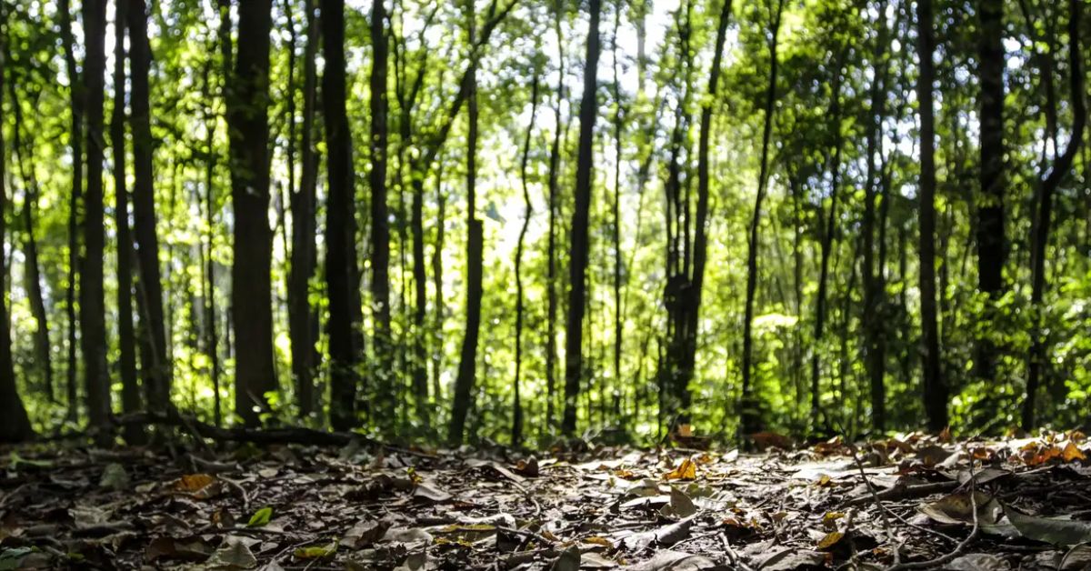 Minas lidera produção de florestas plantadas, com R$ 9,2 bilhões em 2025