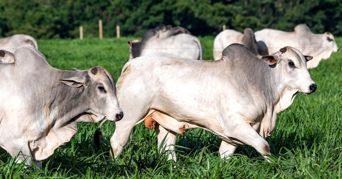 Produção pecuária de Minas Gerais avança com alta nos abates, leite e ovos