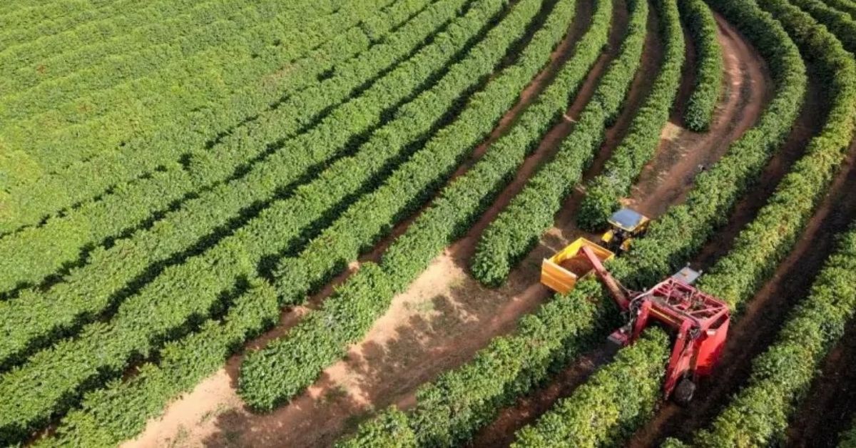 Cafés de origem buscam ampliar reconhecimento no Brasil e no exterior