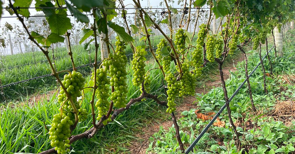 Vinícolas de Ritápolis e região articulam nova rota do vinho para impulsionar o turismo na região