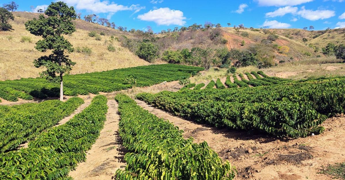 Produtores de Minas Gerais conciliam leite e café para diversificar renda no campo