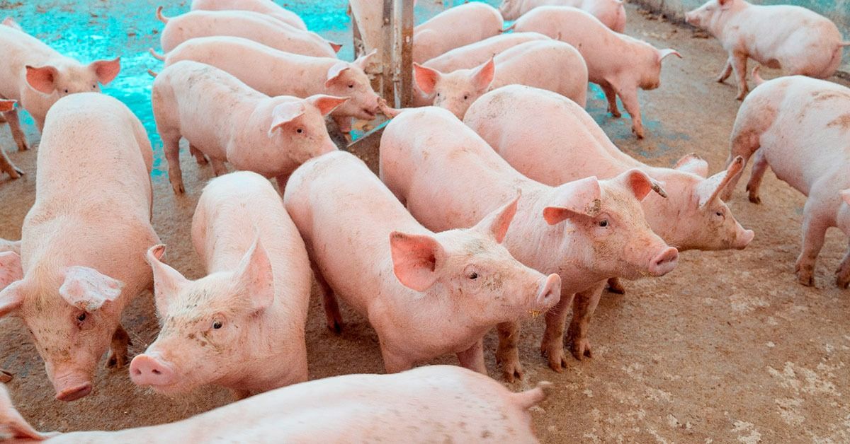Preço do suíno cai 32% e suinocultura opera com preços abaixo do custo no Estado