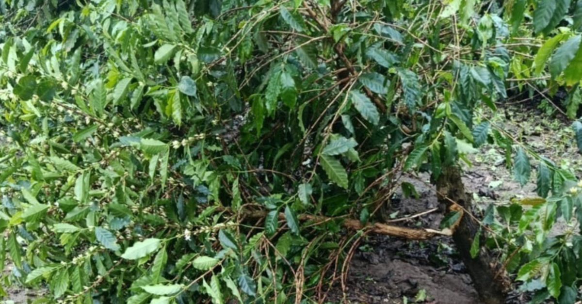 Imagem mostra pé de café derrubado