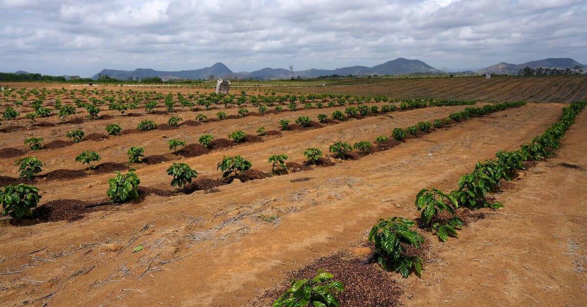 Exportação café do Brasil em setembro tem maior volume em 20 meses, aponta Secex