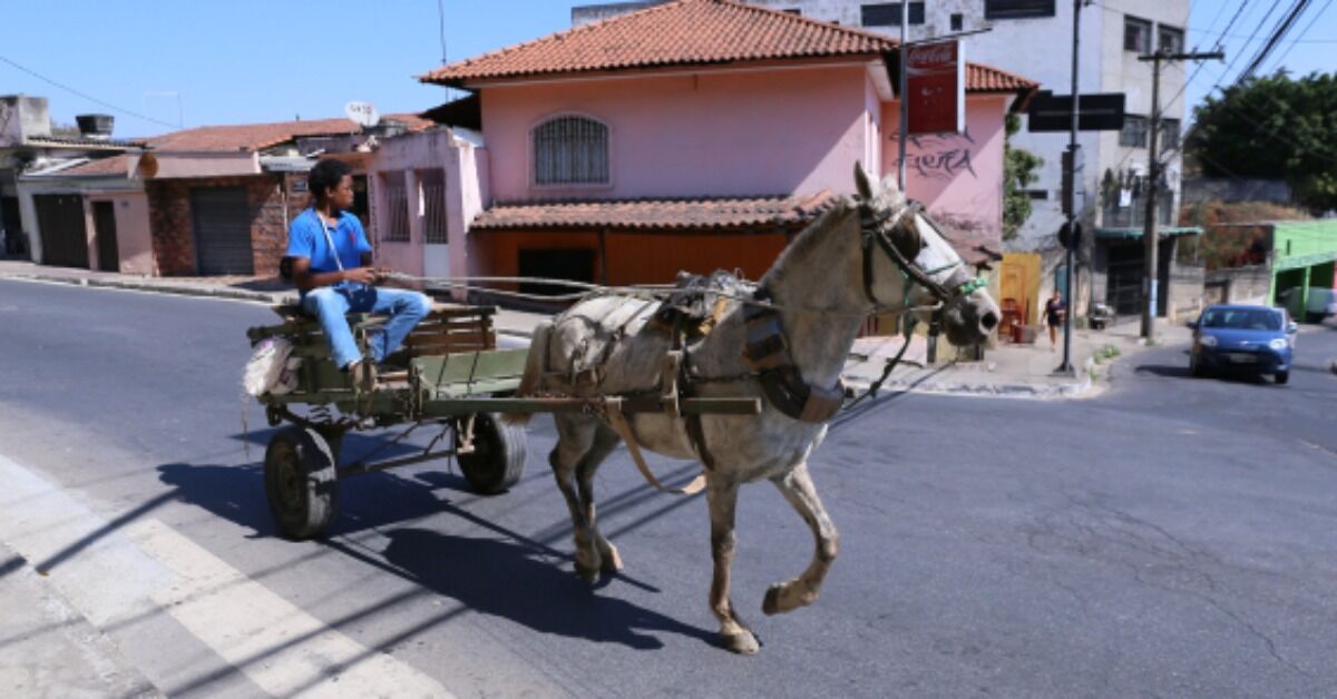 BH endurece punição para carroceiros, com apreensão de veículos e interdição de atividades