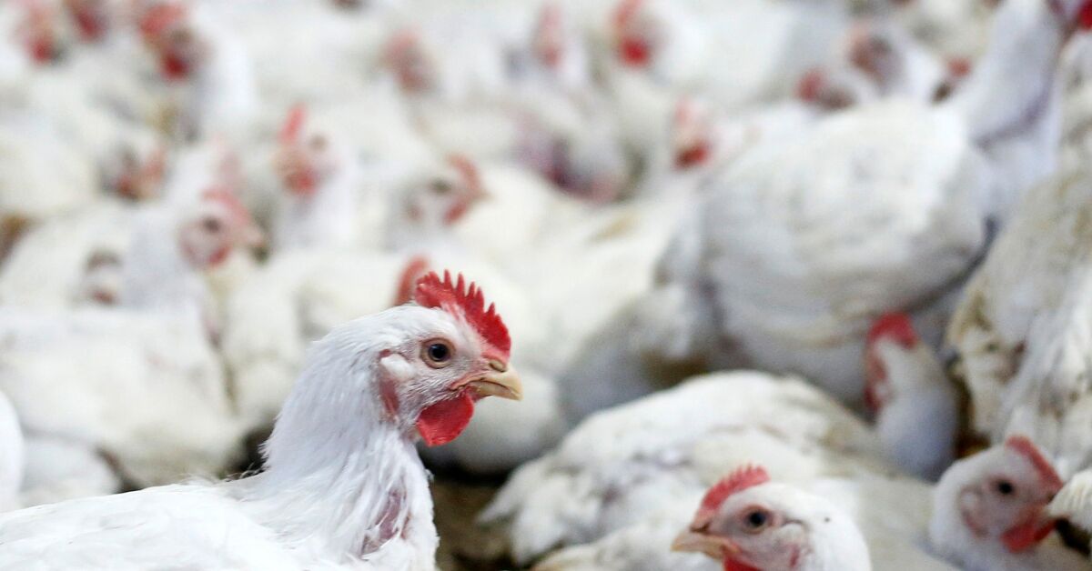 Uruguai suspende importação de produtos avícolas do Brasil após foco de Newcastle