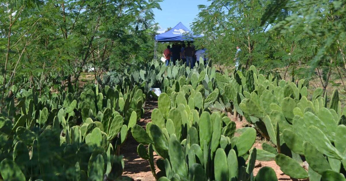 Feira agropecuária em Montes Claros apresenta tecnologias para enfrentar a seca no Norte de Minas