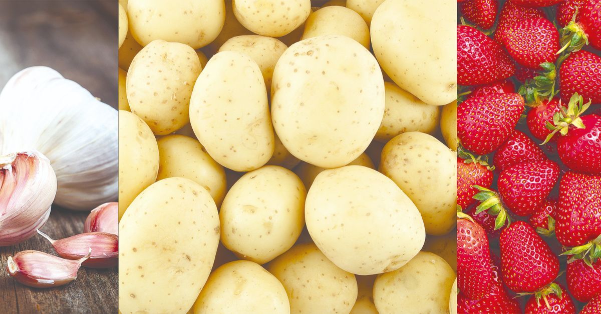 Diversidade agrícola fortalece produção de Minas Gerais